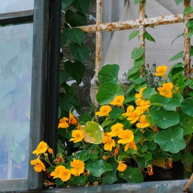 Lichořeřišnice větší, lidově zvaná kapucínka, je tradiční a velmi oblíbenou bylinkou, kterou si v truhlíku za oknem pěstovaly už naše babičky. 