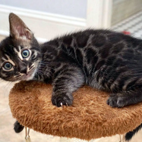 Krásná srst bengálské kočky je připomínkou toho, že má divokou povahu. Když je rozmrzelá, může hodně značkovat. Vyžadují také hodně pohybu, jinak zdemolují vše, co jim přijde do cesty.