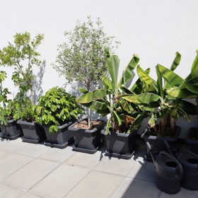 Terasu domu Josefa Maršálka lemují okrasné i užitkové exotické rostliny.