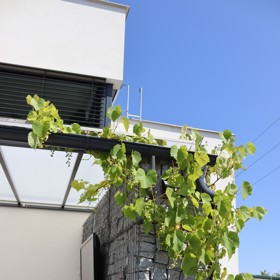 Verandu před domem Josefa Maršálka obrůstá hroznové víno.