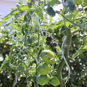 Josef Maršálek už ovoce a zeleninu prakticky nekupuje, jelikož jeho zahrada plodí 12 měsíců v roce.