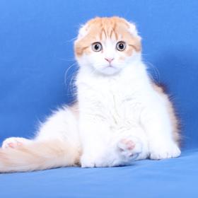 Skotská klapouchá kočka je sice přátelská, takže rodinný typ, ale pokud budete celý den v práci, najdete byt vzhůru nohama.