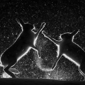 3. „Sněhová roztržka“ („Snow Spat“) od Erlenda Haarberga z Norska. Finalista kategorie Černobílá fotografie.