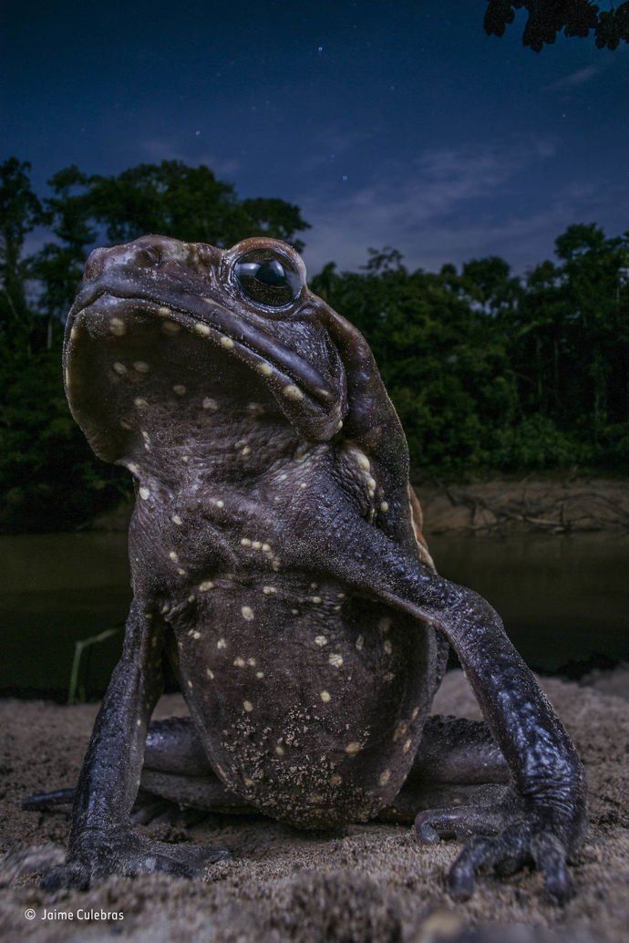 6. „Ropucha s postojem“ („Toad with Attitude“) od Jaimea Culebrase ze Španělska. Finalista kategorie Zvířecí portrét.