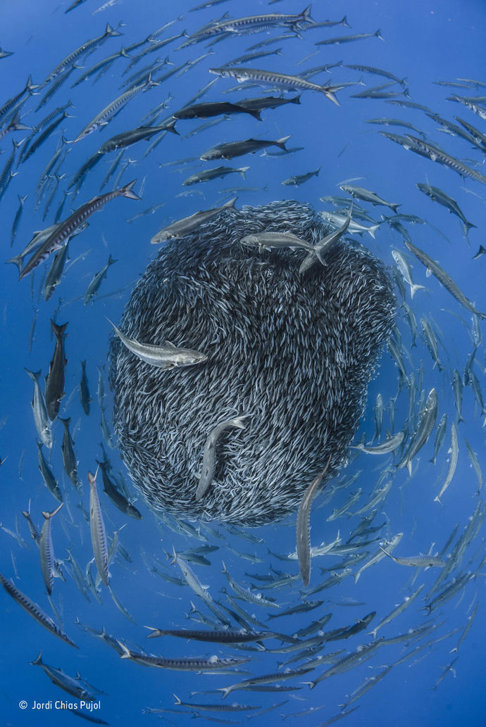 11. „Kruh života“ („Circle Of Life“) od Jordiho Chiase Pujola ze Španělska. Finalista kategorie Podmořská fotografie.