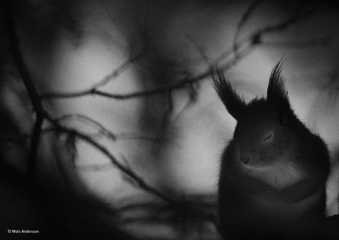 12. „Zimní pauza“ („Winter Pause“) od Matse Anderssona ze Švédska. Finalista kategorie Černobílá fotografie.