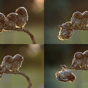 1. Tibor Kercz – vítěz hlavní ceny Comedy Wildlife Photography Awards 2017.