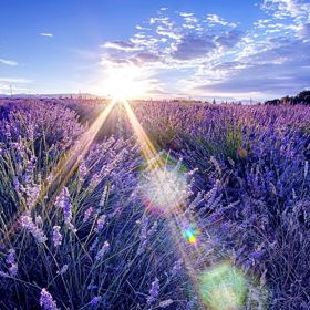 Blahodárný vliv levandule na lidský organismus je vědecky prokázán.