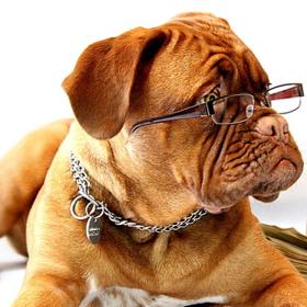 Pes vnímá změny vůně lidského potu, které mohou indikovat různé nemoci.