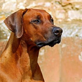 Psi, jako citliví tvorové, výborně "předpovídají" změnu počasí, která se odráží na jejich chování.