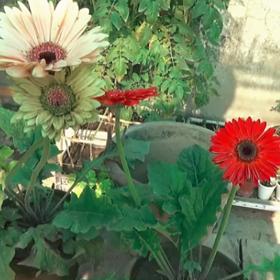 Tyto rostliny vám pročistí vzduch.