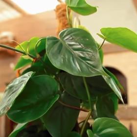 Toxiny sice člověk moc nevnímá, ale z cigaretového kouře vás může pořádně bolet hlava.