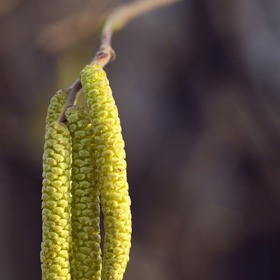 Na jaře vše kvete. Je těžké se vyhnout pylům.