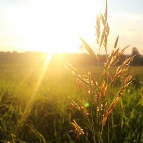 Vyvarujte se luk a polí.
