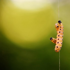 Sýr, ve kterém se hýbou larvy.... Kdo by to jedl?