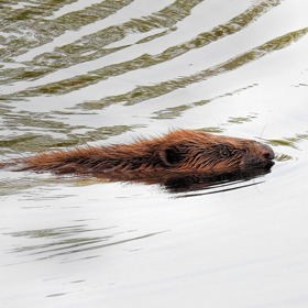 Bobři umí být nebezpeční. Především, když jde o focení