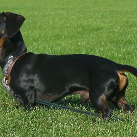 V těsné blízkosti mu jsou jezevčíci. Oblíbení jsou především u myslivců
