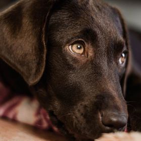 Labradoři jsou nejlepší kámoši