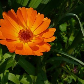 Nejčastěji měsíčkem