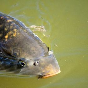 Některé ryby omezte, ale nevynechávejte toto maso z jídelníčku celkově