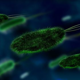 Za zánět močových cest může bakterie Escherichia coli
