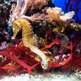 U Mořských koníků rodí potomky sameček