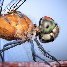 Další zajímavostí vážek je také to, že mají největší oči (k poměru hlavy a těla) ze všech živočichů na světě