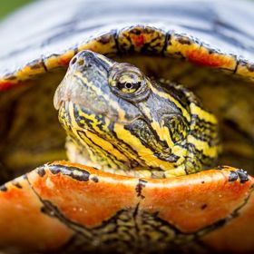 Želvy dokáží dýchat zadkem