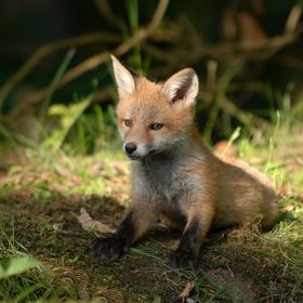 Fenek (není na obrázku) je druh lišky, která dokáže měřit teplotu svýma ušima.