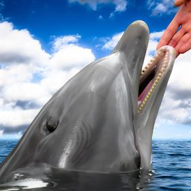 Spolu se slony a šimpanzi a papoušky jsou jediná zvířata, která se pozná v zrcadle