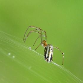 Pavouci také děsí mnoho lidí.