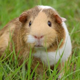 Morče má snad každé dítě.