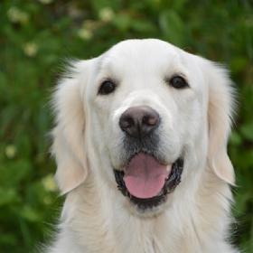 Péče o psa je náročná.