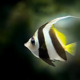 Chovat rybičky je pro vás ta nejjednodušší varianta.