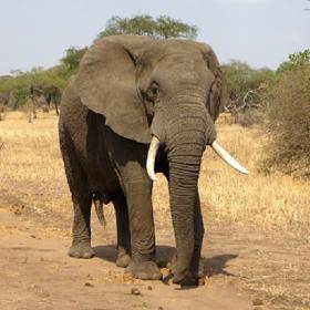 Působí jako nemotorné zvíře.