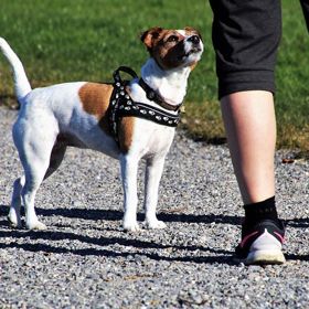 Odklízení přejetých zvířat