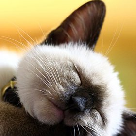 většinu života prospí