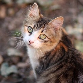 ač se o nich traduje, že jsou sobecké, dokáží svého pána milovat stejně jako psi