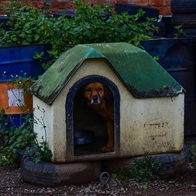 Kupujte štěňata s průkazem původu. Budete mít jistotu, že si žádná traumata nenesou