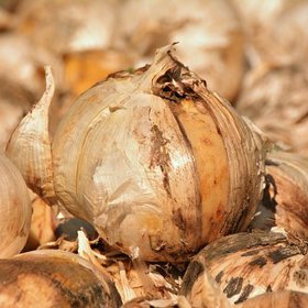 Cibule je skvělá na kašel.