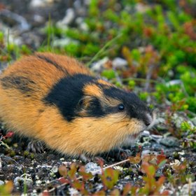 Proč se limíci vrhají střemhlav do hlubin moře dodnes zůstává záhadou