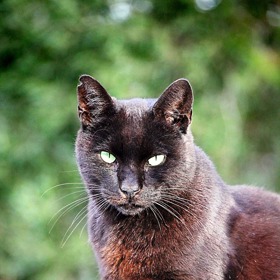 Černá kočka podle pověry také nosí smůlu