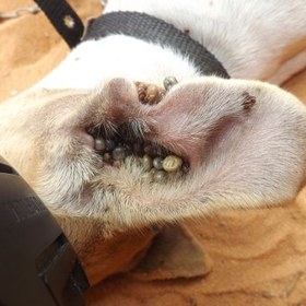 Je potřeba chránit i své mazlíčky. Především ty, kteří mají světlou srst. Ti jsou pro klíšťata doslova magnetem.