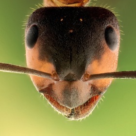 špatně skladované jídlo je pro ně pozvánkou