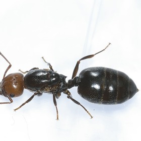 milují především cukr