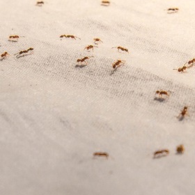 v domácnosti je nevidí nikdo rád