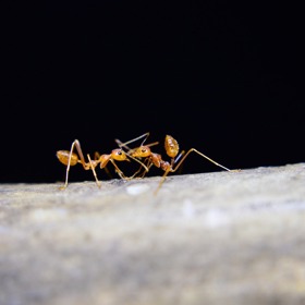 umí spolu skvěle komunikovat