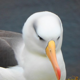 Albatrosí homosexuální páry vychovávají i mláďata