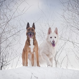 Homosexualita je známa i u psů