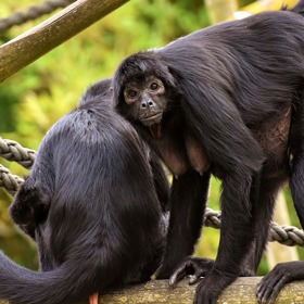 Opice, jako naši nejbližší příbuzní, nejsou výjimkou